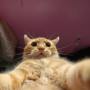 gingyeden_g3t-gnarly_alenaaaxo_cat_self_pickeep_or_delete_no_make_up11_like_da_pic_not_the_linkcat_selfies..jpeg